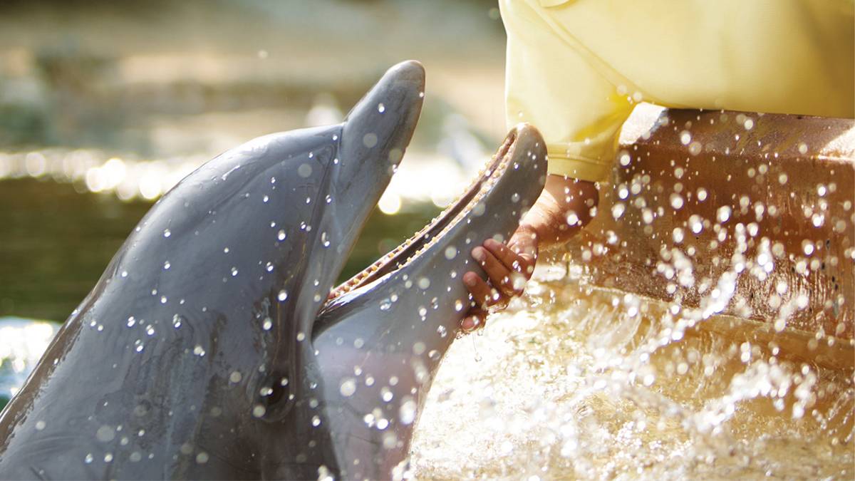 Boy petting Dolphin at Seaworld